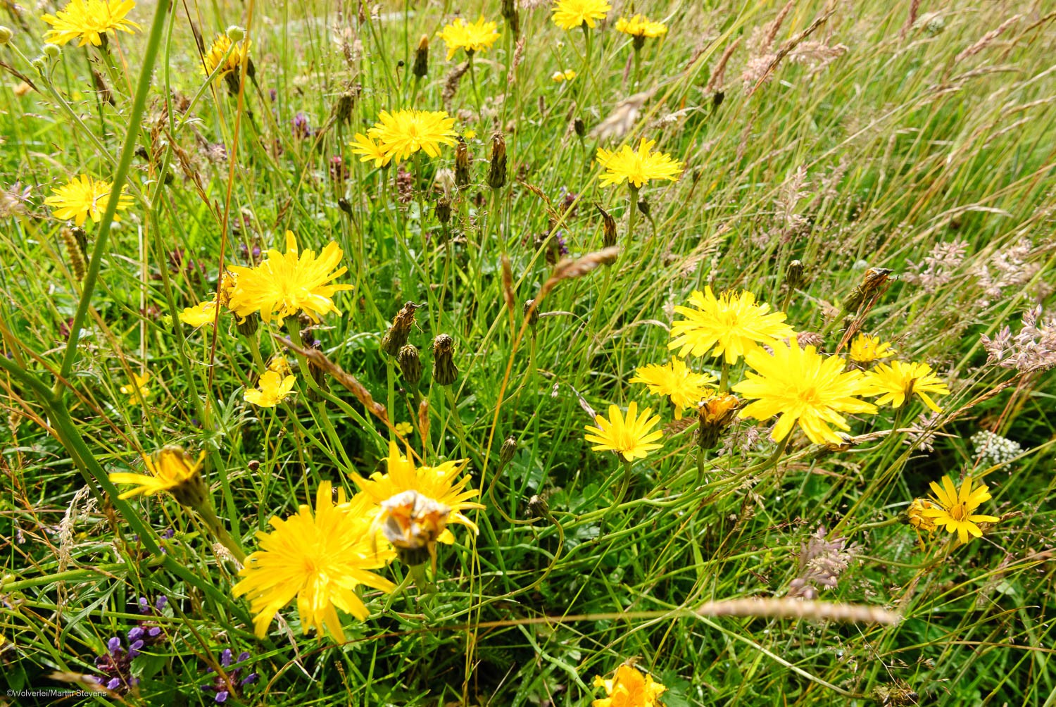 Ruige leeuwentand. Composietenfamilie – Kwekerij Flora voor Fauna