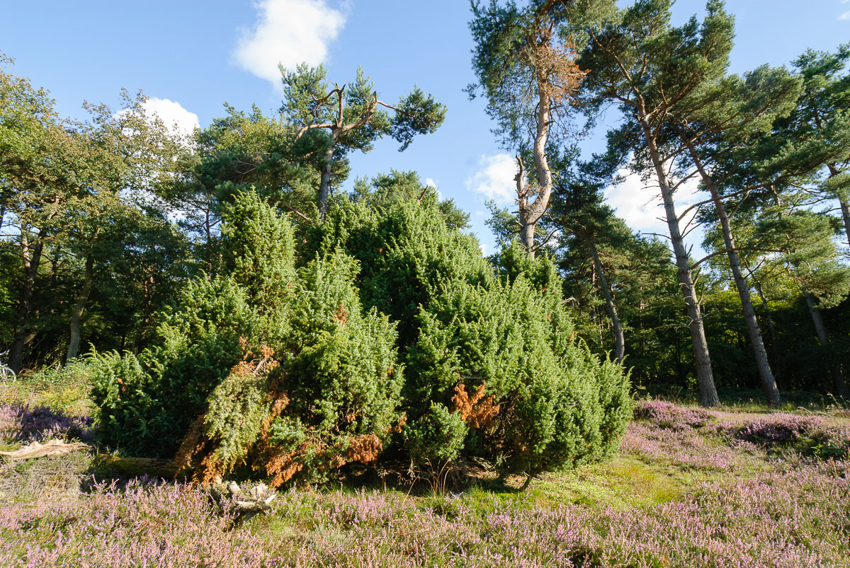 Jeneverbes Juniperus Communis Kwekerij Flora Voor Fauna jeneverbes-juniperus-communis-kwekerij-flora-voor-fauna