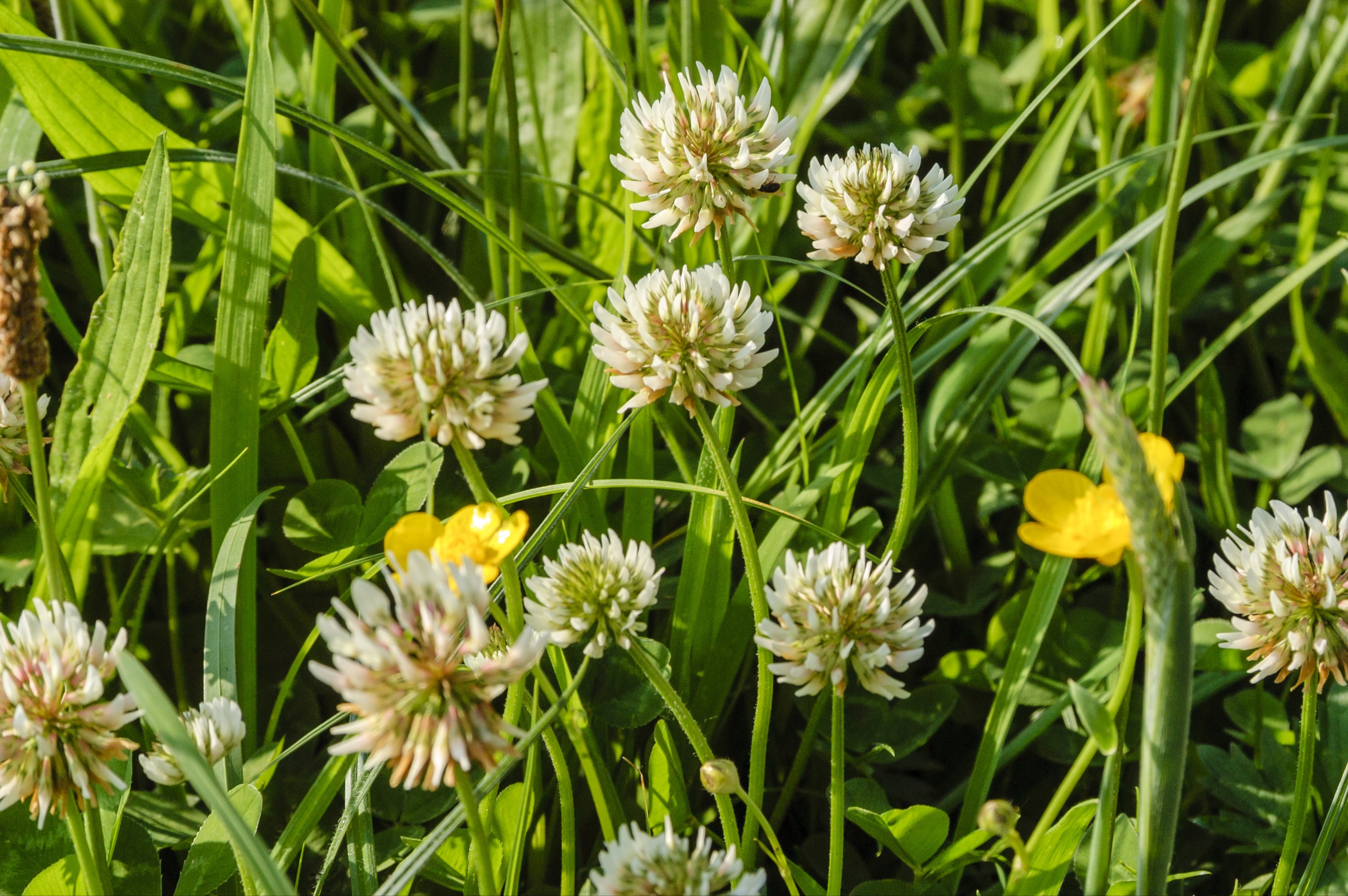 Witte Klaver Trifolium Repens Vlinderbloemfamilie Kwekerij Flora witte-klaver-trifolium-repens-vlinderbloemfamilie-kwekerij-flora
